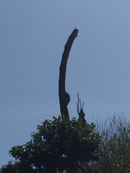 1520 18-12tree