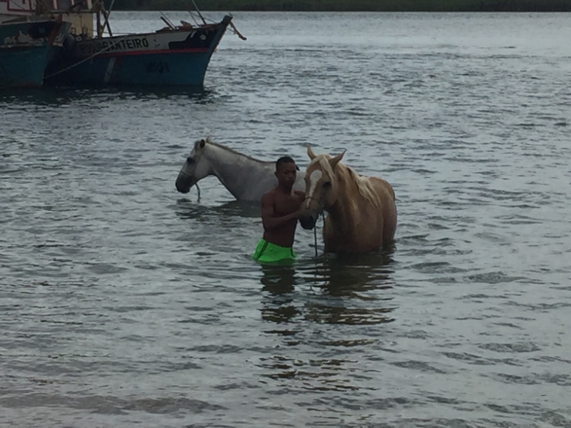 1534 19-12 Horses