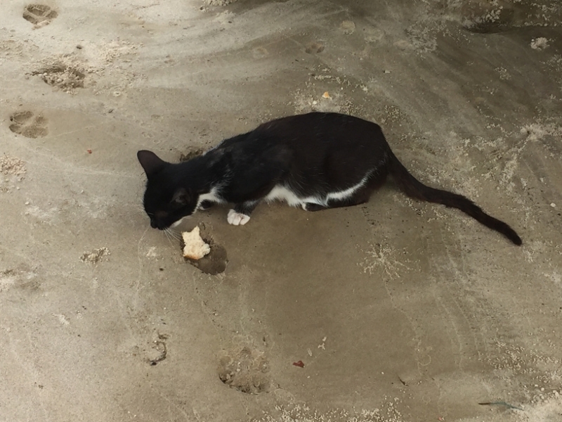 1537 19-12 Cat