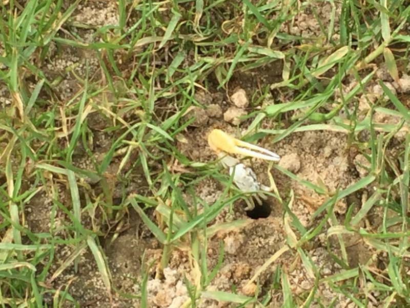 1539 19-12 Crab