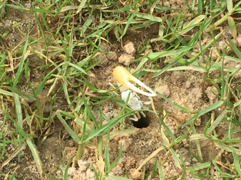 1540 19-12 Crab