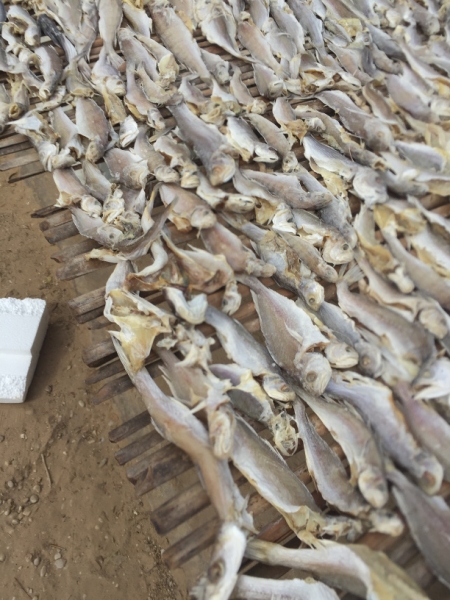 1543 19-12 fish