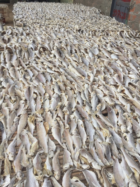 1544 19-12 fish