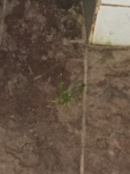 1560 19-12 Insect