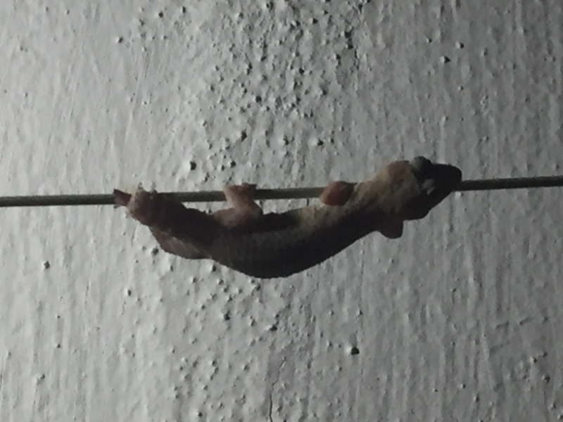 1562 19-12 Lizard