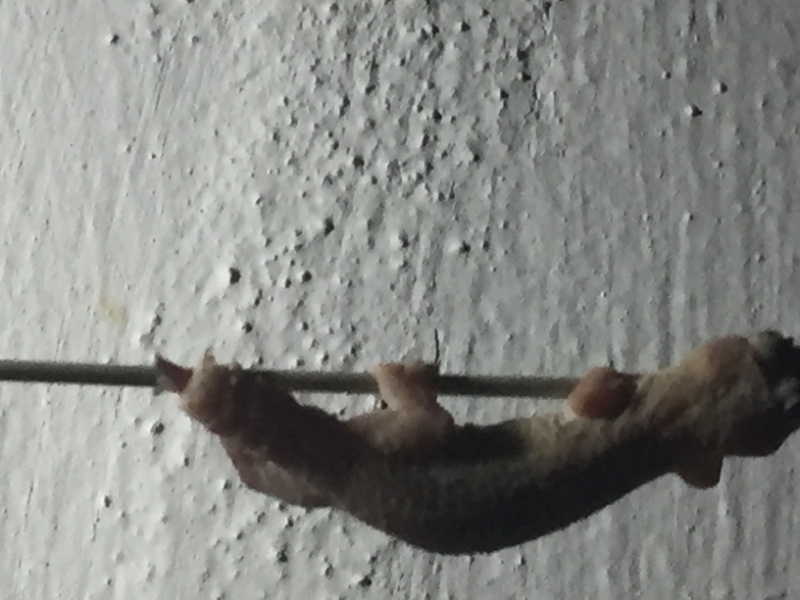 1563 19-12 Lizard