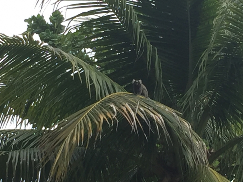 1577 21-12 Monkey