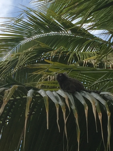1579 21-12 Monkey