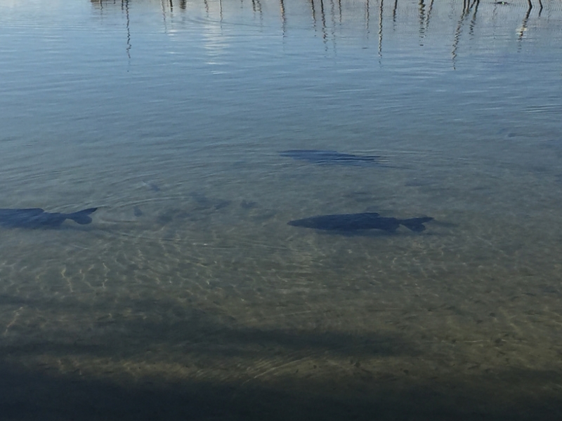 1644  27-12 Fish