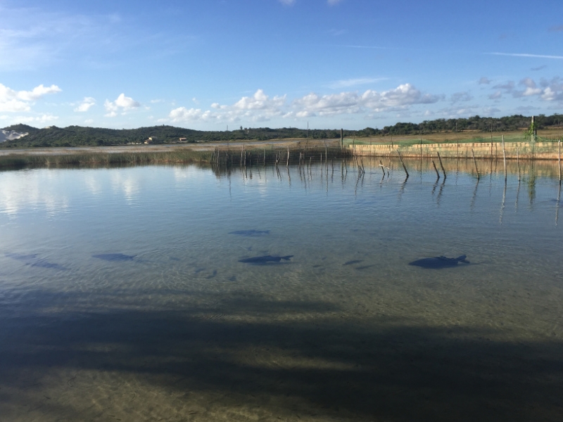 1645  27-12 Fish