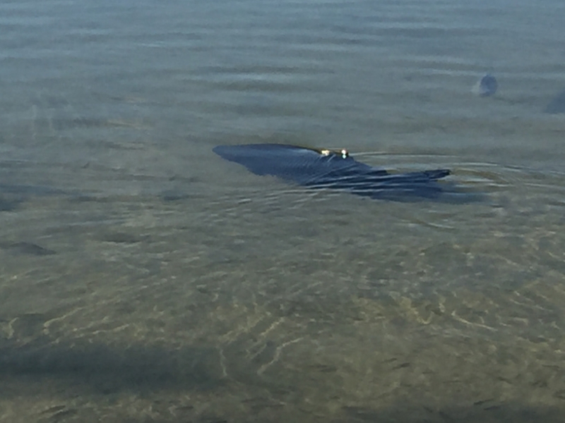 1647  27-12 Fish