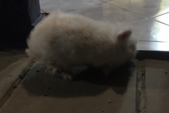 1291 9-12 Fluffball