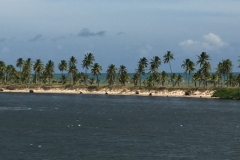 1327 10-12 Palm trees