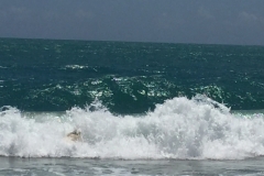 1375 12-12 surf.