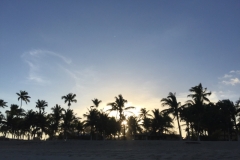 1380 12-12 palm trees