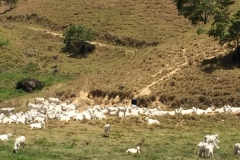 1402 13-12 Goats