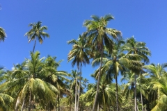 1420 14-12 Palm trees