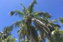 1421 14-12 Palm trees