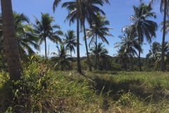 1446 15-12 grass and trees