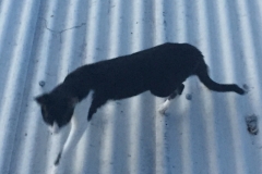 1487 16-12 cat