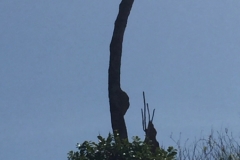 1520 18-12tree