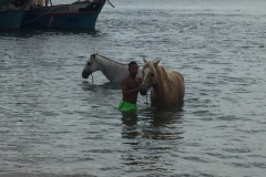 1534 19-12 Horses