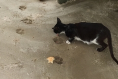 1536 19-12 Cat