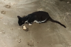 1537 19-12 Cat