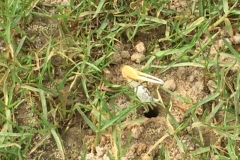 1539 19-12 Crab