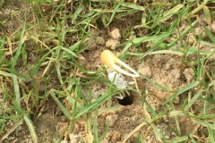 1540 19-12 Crab