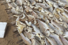 1543 19-12 fish