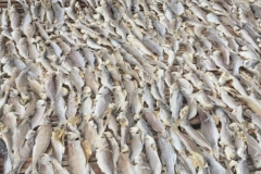 1544 19-12 fish