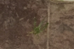 1560 19-12 Insect