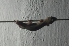 1562 19-12 Lizard