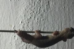 1563 19-12 Lizard