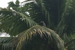 1577 21-12 Monkey