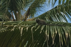 1578 21-12 Monkey