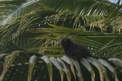 1579 21-12 Monkey