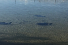 1644  27-12 Fish