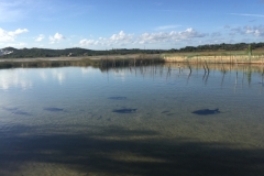 1645  27-12 Fish