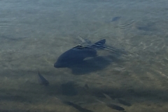 1646  27-12 Fish