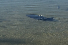 1647  27-12 Fish