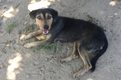 1705  30-12dog