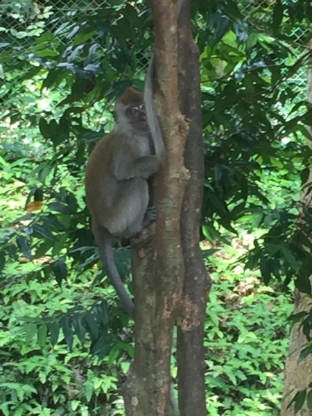 4717-26-12-18  monkey