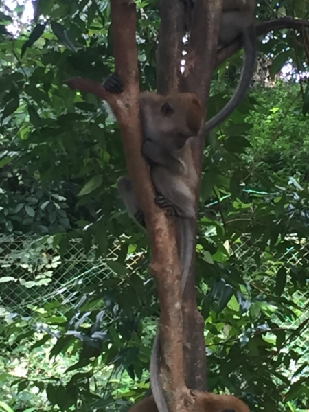 4718-26-12-18  monkey