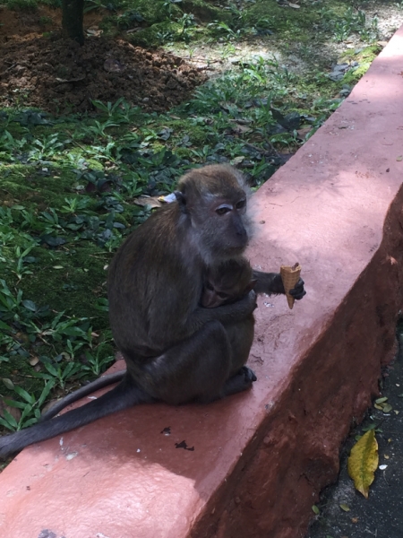 4719-26-12-18  monkey