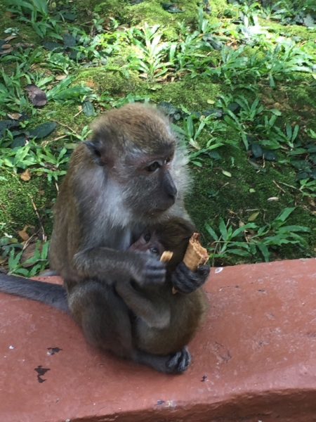 4721 -26-12-18  monkey