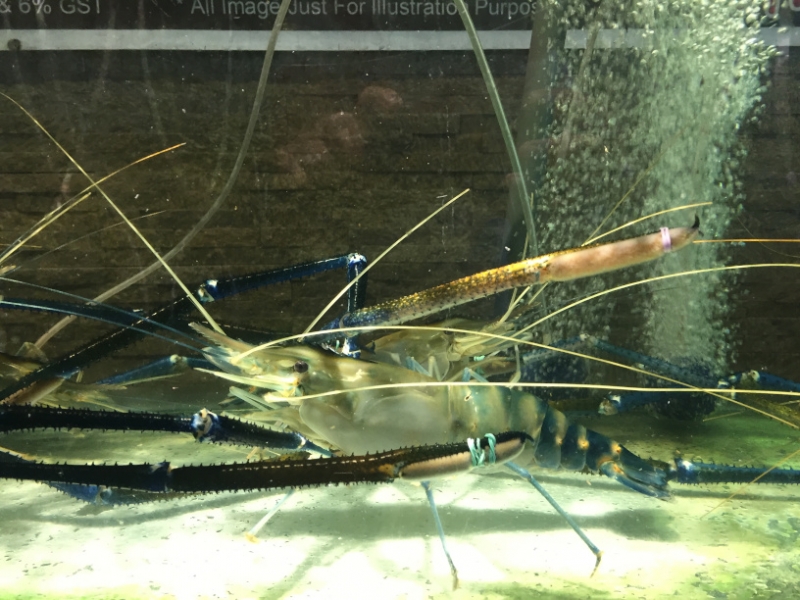 4745 -27-12-18  shrimps