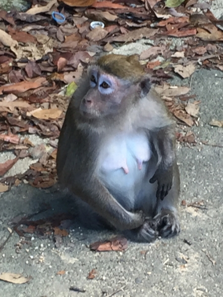 4789 -28-12-18  monkey