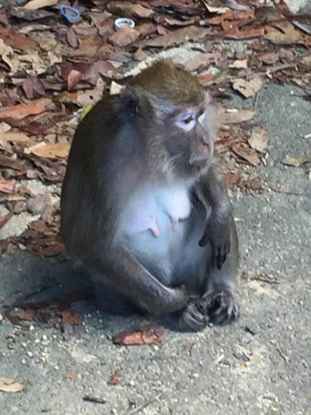 4790 -28-12-18  monkey